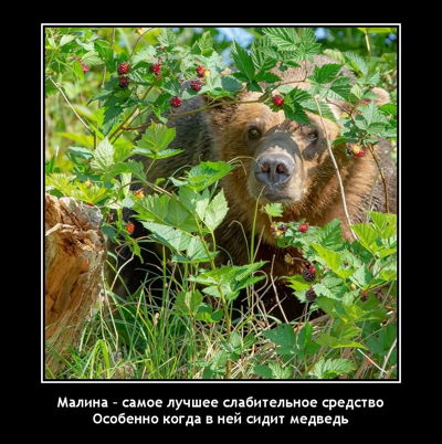 Малина – самое лучшее слабительное средство. Особенно когда в ней сидит медведь.
