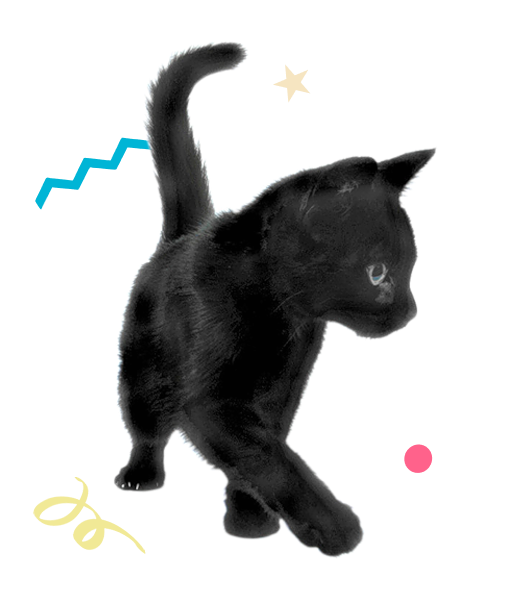 imagen gato 3