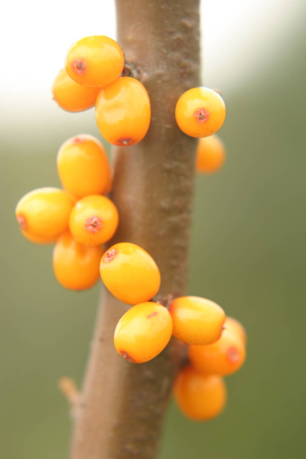can sea buckthorn relieve vaginal dryness without estrogen?