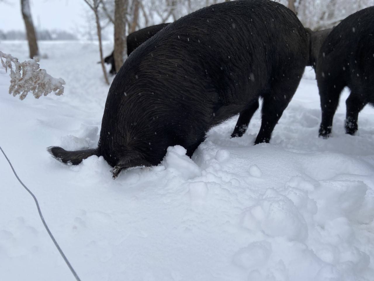 Pasture raised pork in the winter, guelph