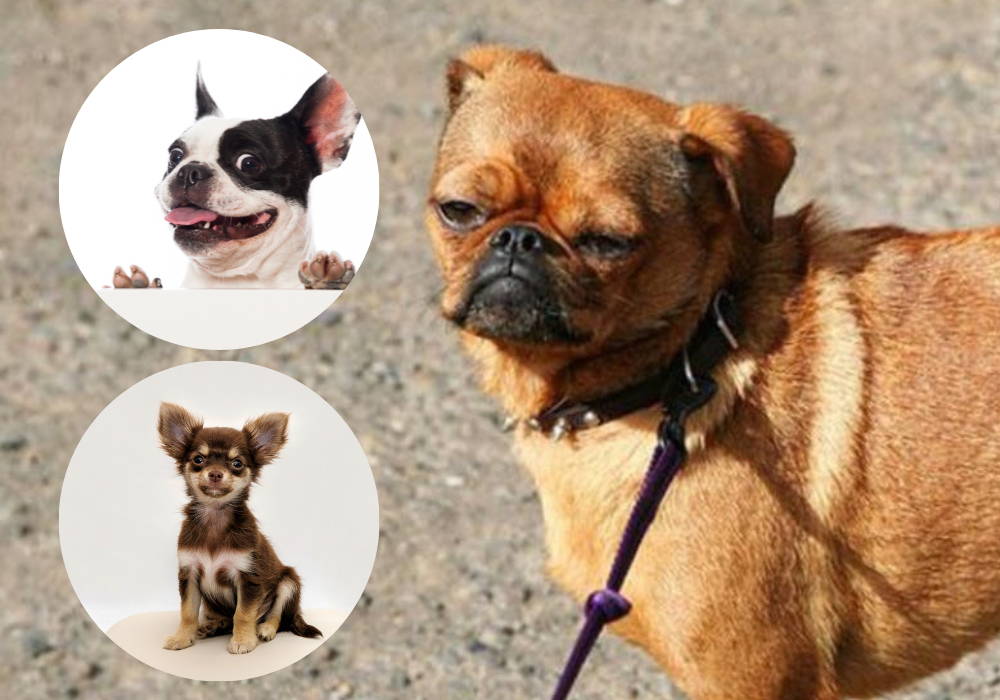 french bulldog and chihuahua mix