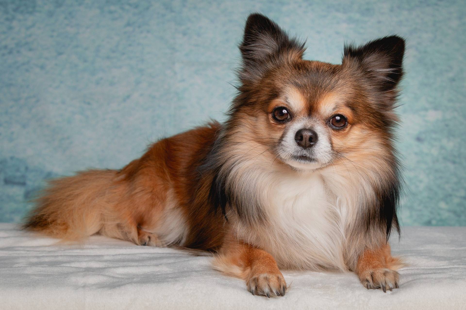 what is the average bite force of a chihuahua