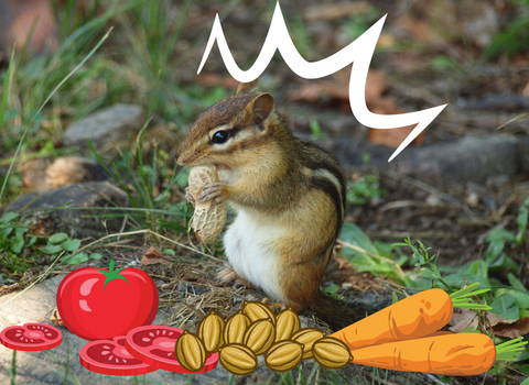 foods_chipmunks_eat