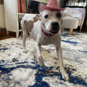 Tzedakah: ASPCA