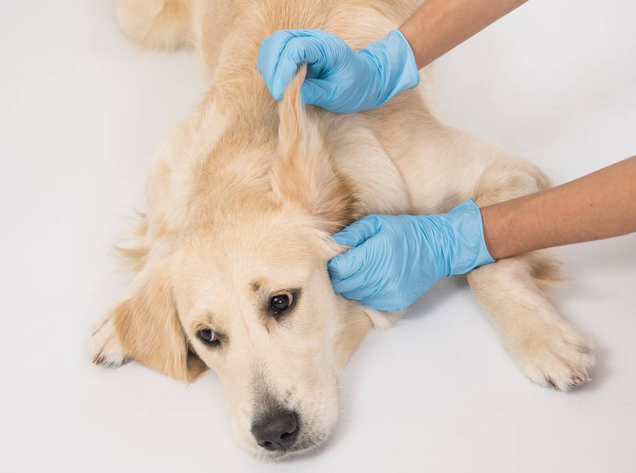 Golden Retriever dog having his ear infection examined by a veterinarian