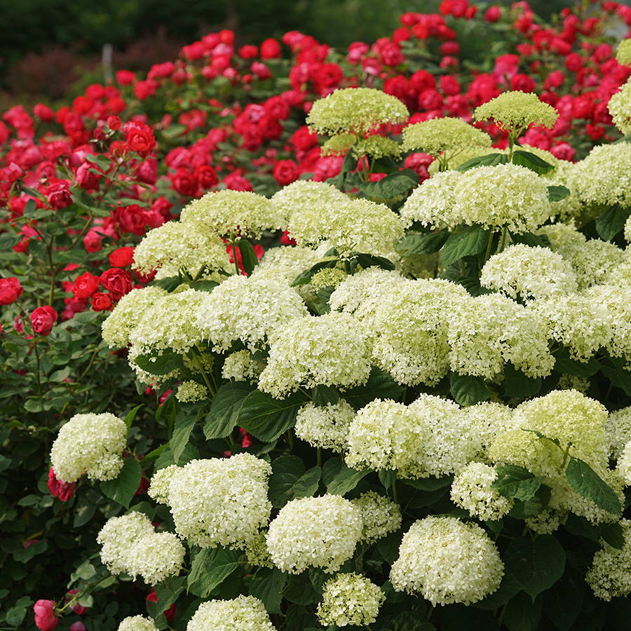 Incrediball Storm Proof Hydrangea planted near red roses