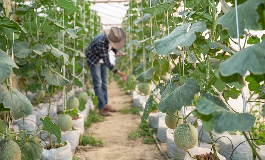 natural fiber agriculture applications
