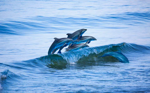 Dolphin Watching with Marine Biologist Commentary 