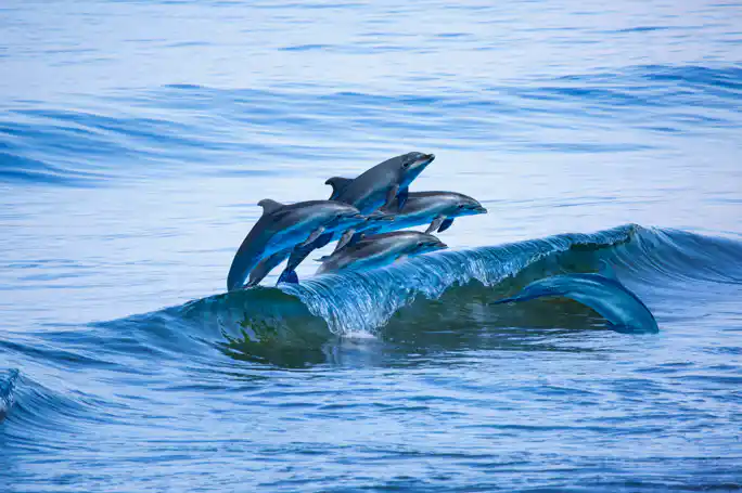 Dolphin Watching with Marine Biologist Commentary 