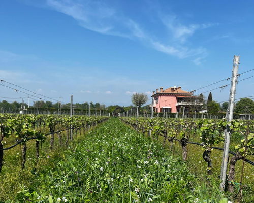 Food & Wine Tours San Michele Extra: Winery experience with wine tasting and Amarone Risotto