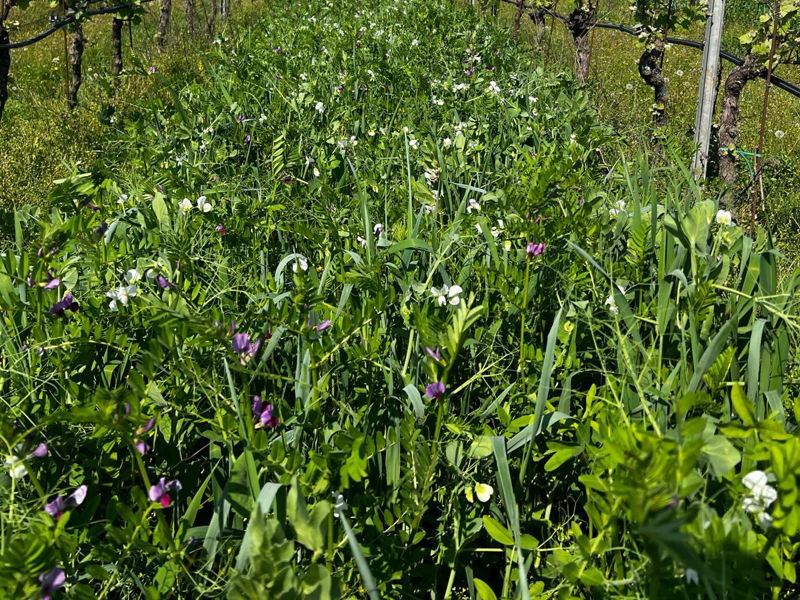 Food & Wine Tours Verona: Winery experience with wine tasting and Amarone Risotto