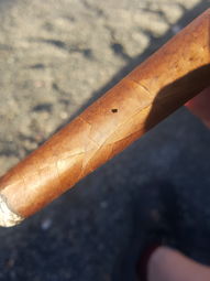 Tobacco beetle borehole