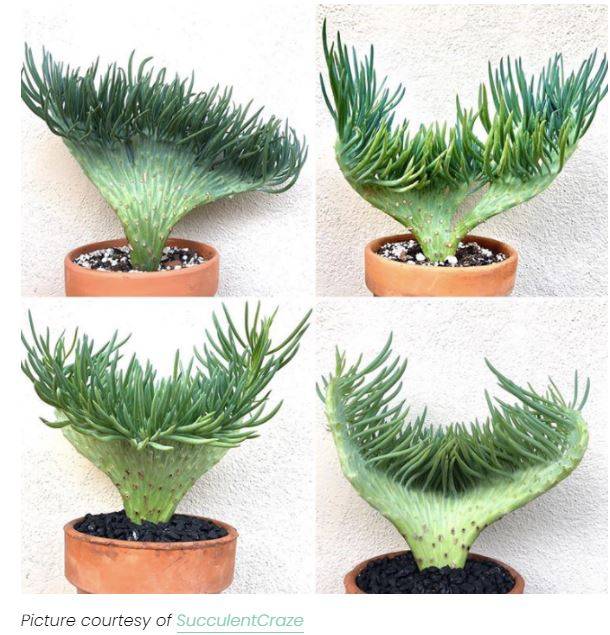 Top 8 Rarest Succulents in the World  Bumble Plants