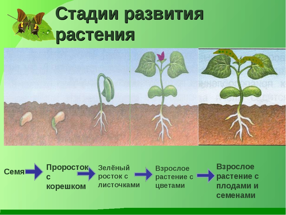 Определите последовательность развития растения. Развитие растений. Этапы развития растений. Развитие растения из семени. Стадии развития растения из семени.
