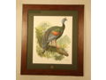 Ocellated Turkey Print by Thomas A. Bennett