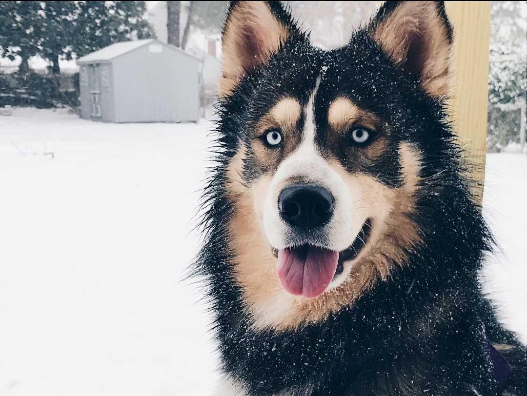 titan the dog in snow