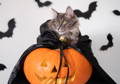 Cat dressed in a vampire costume with Halloween decorations in background