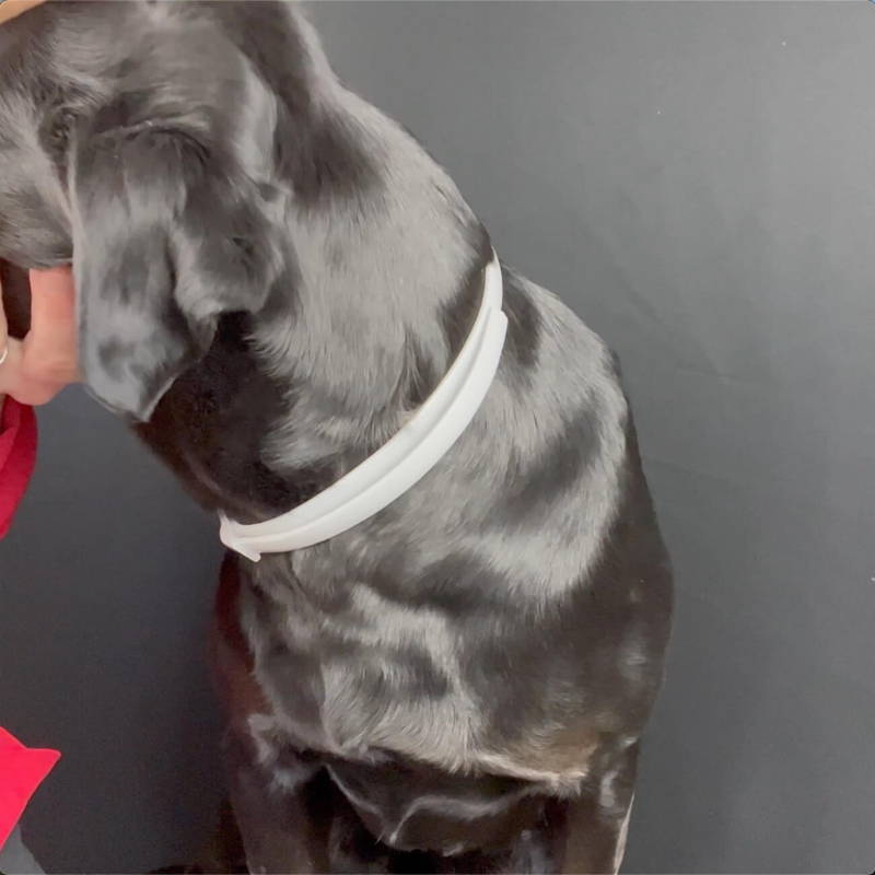 Flea Tick Prevention Collar for Dogs — DEWEL™