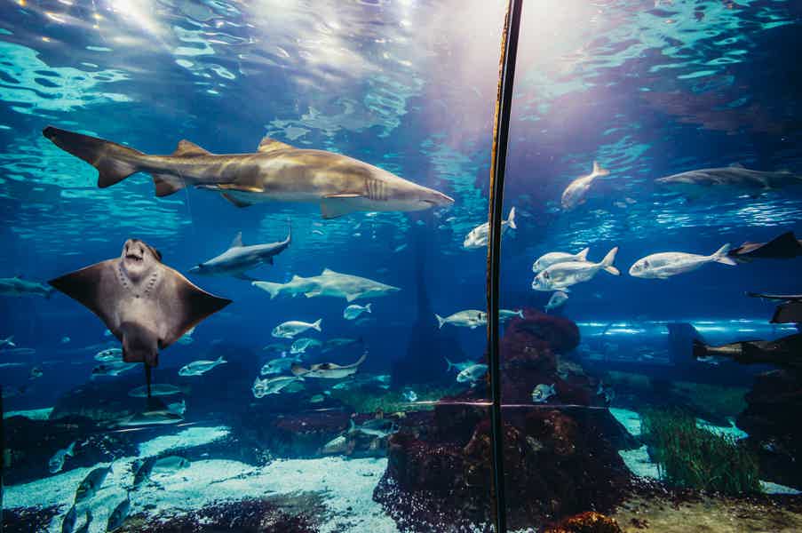 Barcelona City Tour Hop-On Hop-Off and Aquarium - photo 2