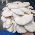 Hand holding large winter white cluster