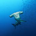 hammerhead shark swimming in the ocean by a large group of small fish to the right
