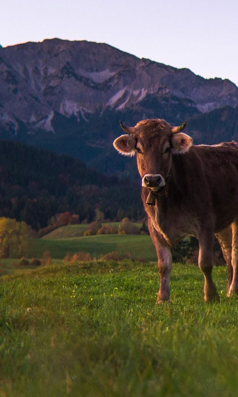 Pfronten im Allgäu erleben: Kühe auf der Weide mit Blick auf die Allgäuer Alpen, Aggenstein und Breitenberg