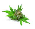 fleurs de cbd