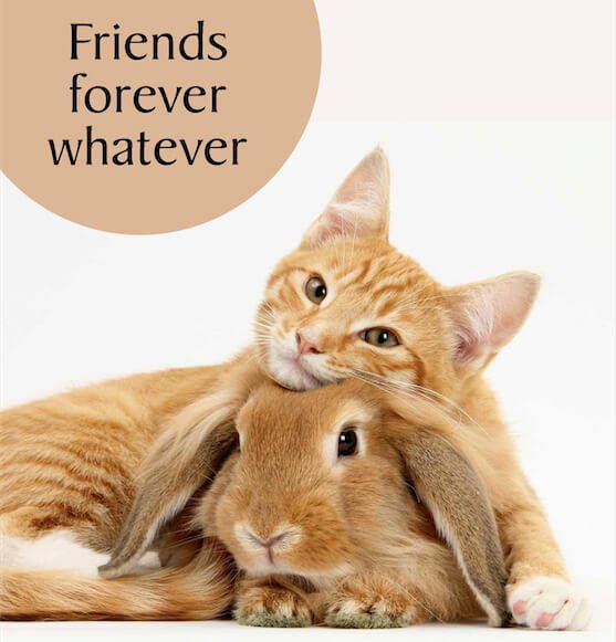 Cat Themed Greeting Cards With FREE Postage | PurrfectCatGifts.co.uk ...