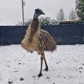 emu-standing-in-snow-gypsy-shoals-farm