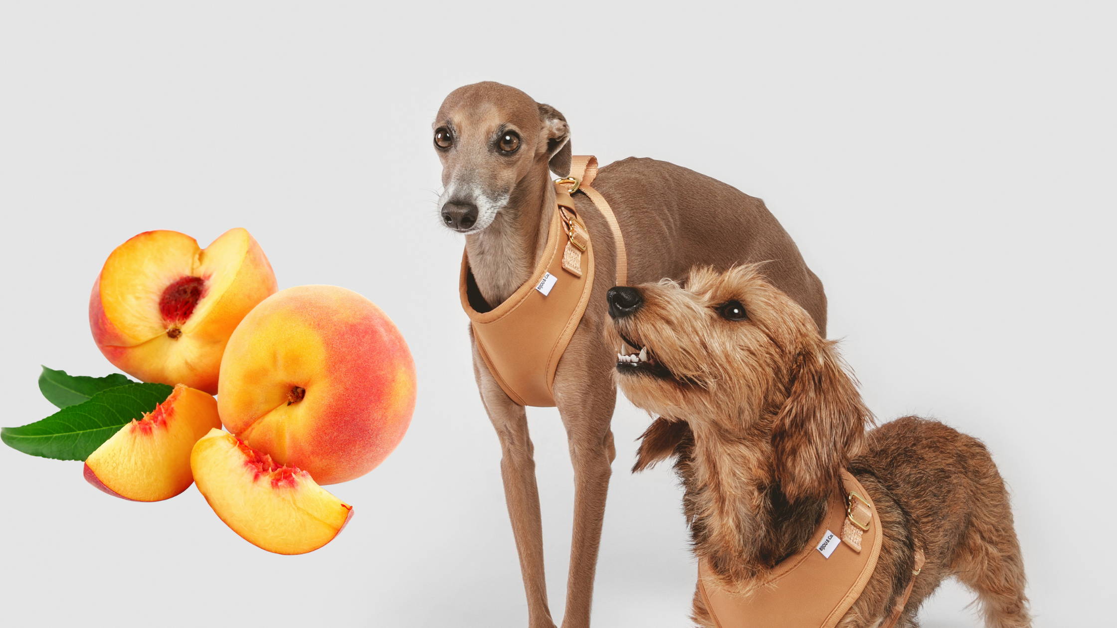 are peaches good for dogs.png