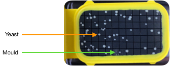 Yellow tester with yeast and mould colonies