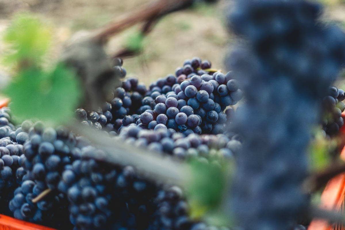how_dolcetto_is_made
