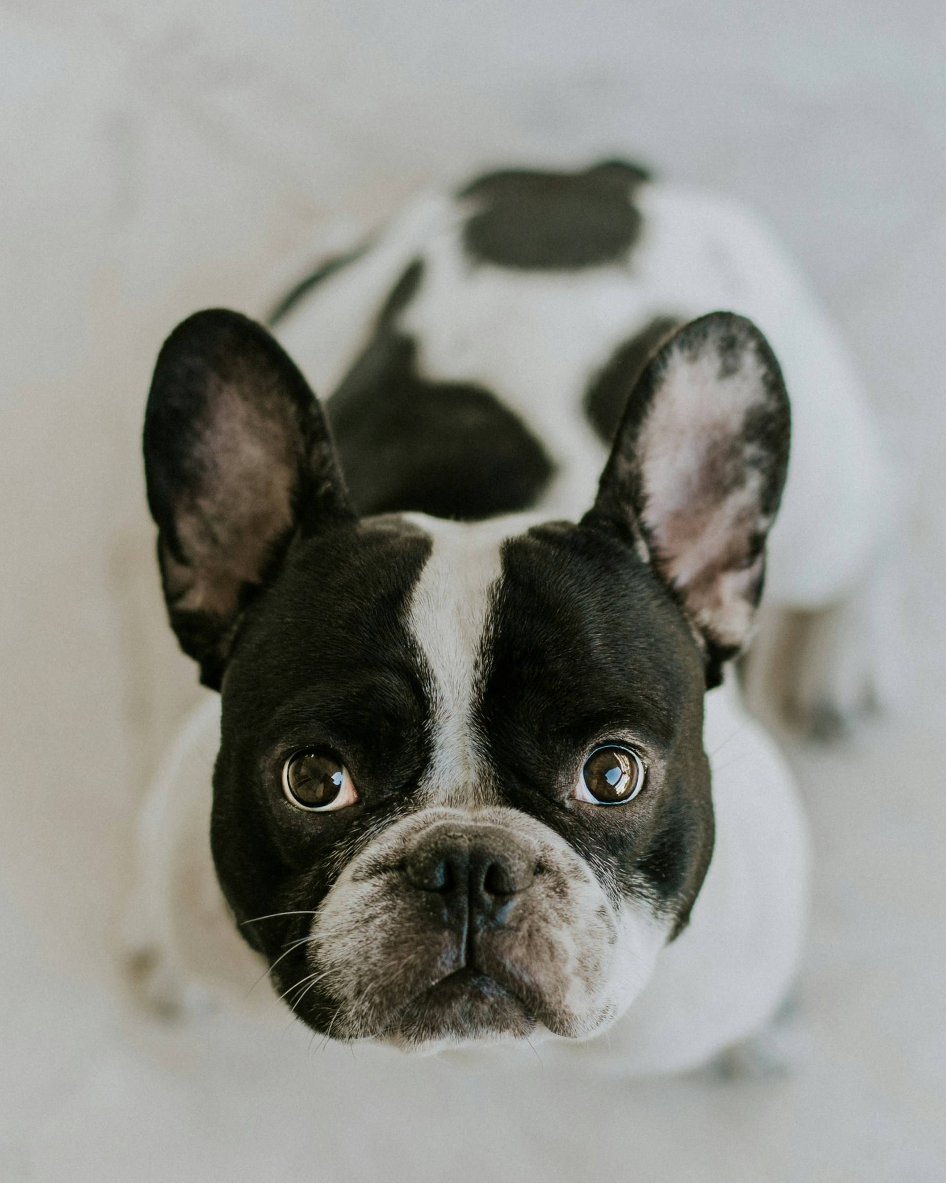 Close-up of a French Bulldog's face showing breed characteristics