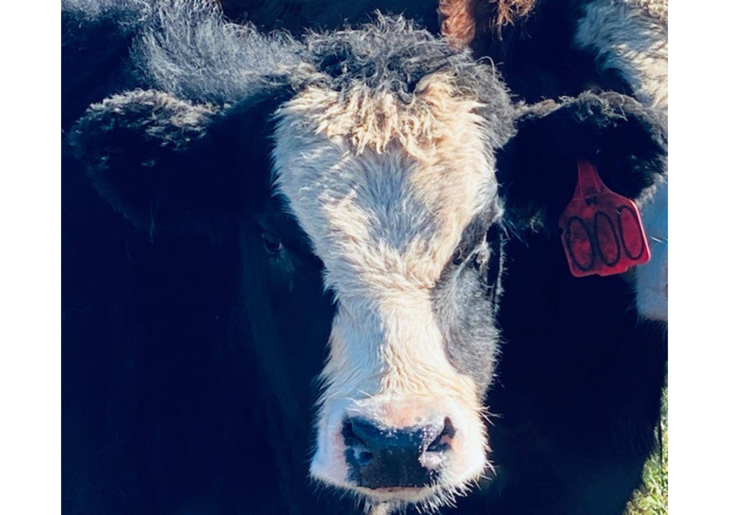 Black & White Cow