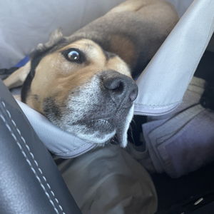 Doggie Sitting For Our Wedding