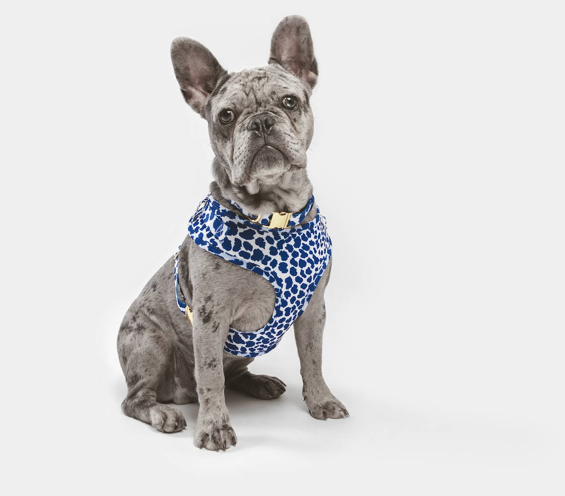 do french bulldogs lose hair