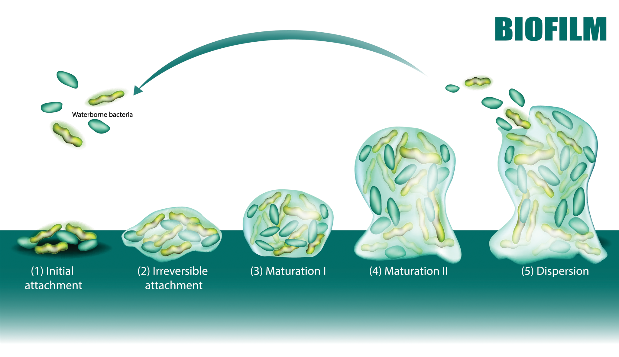 What are Biofilms? -