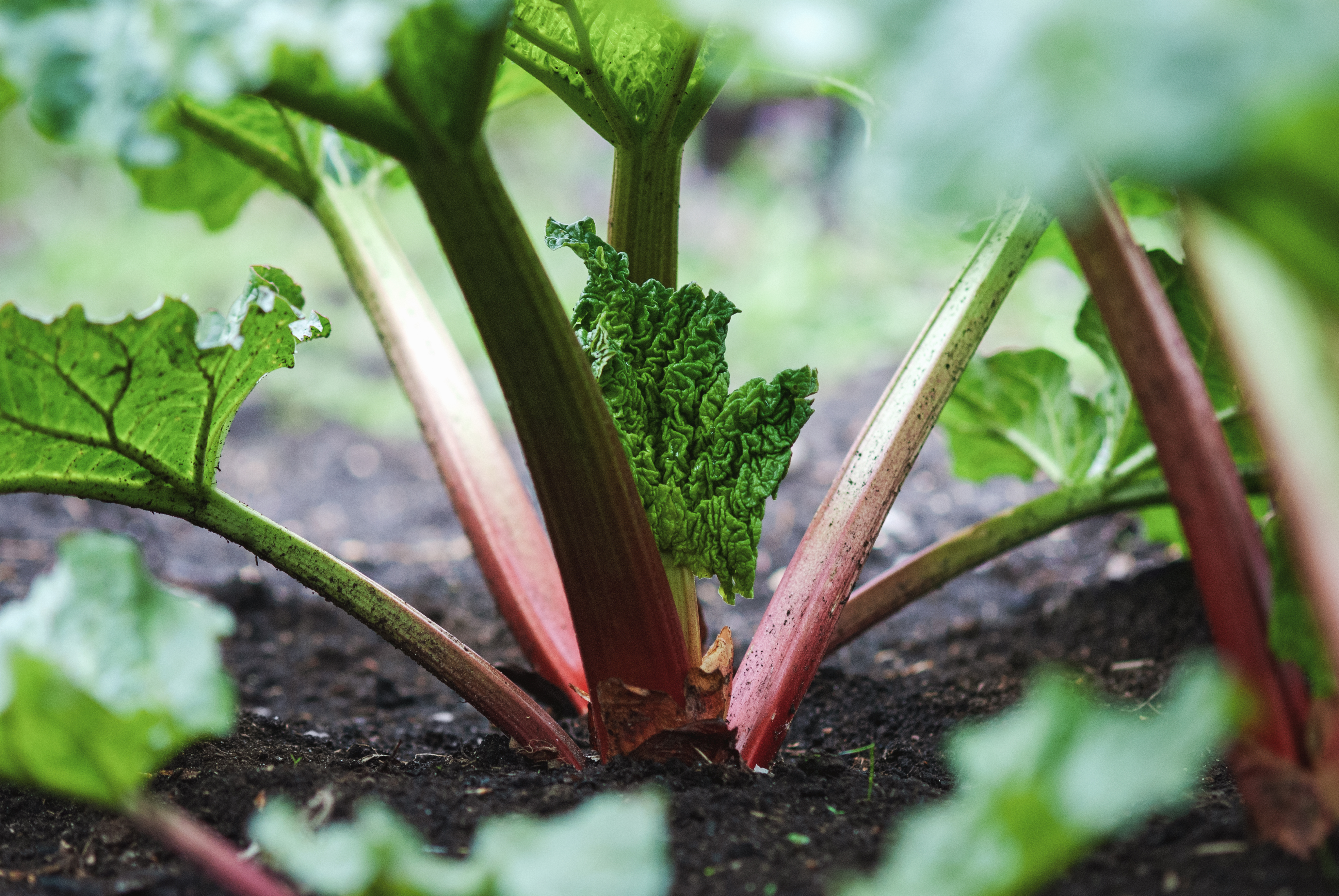 Rhubarb plants with young leaves
