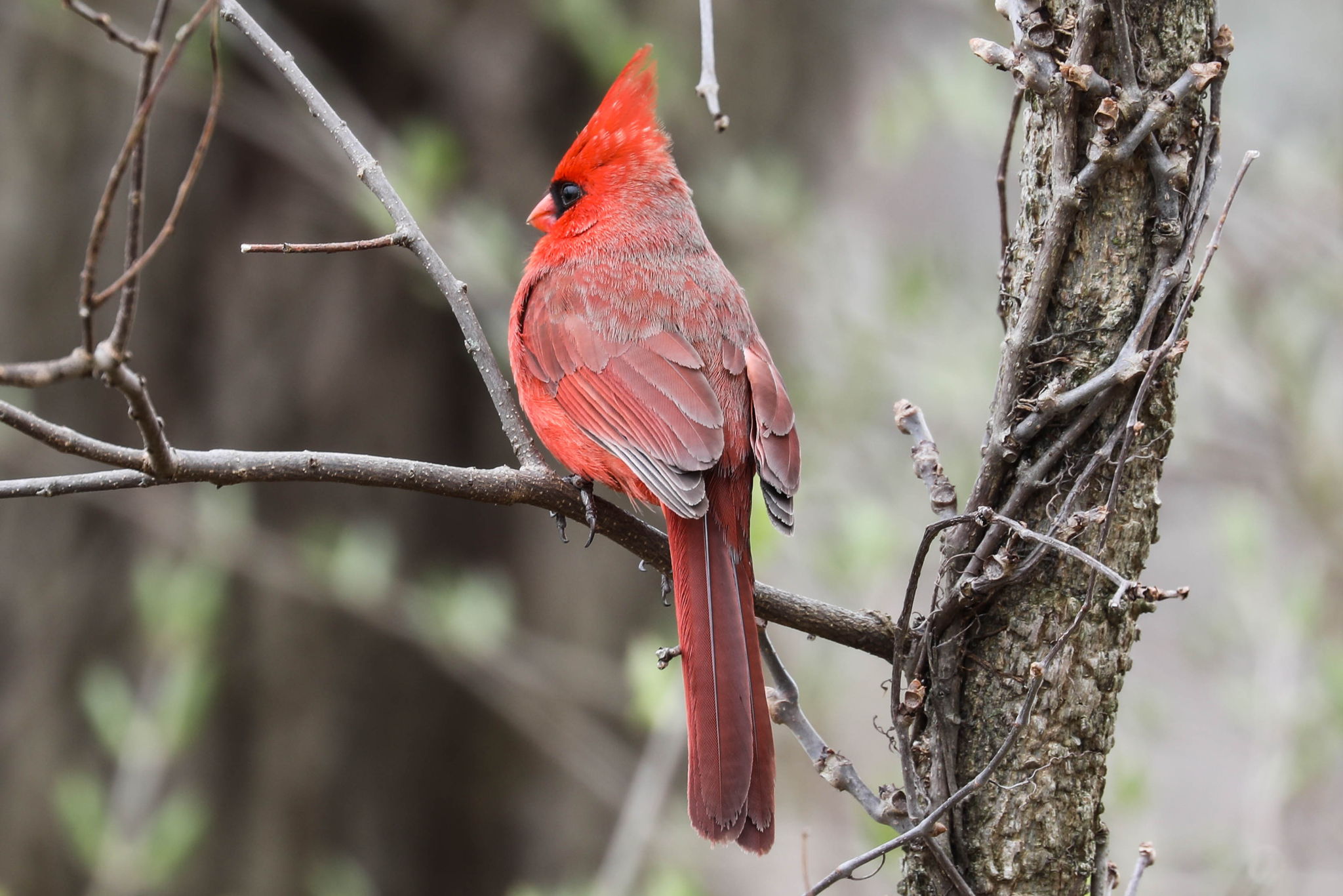 Male Cardinal