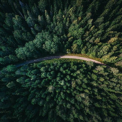 drone view of a forest