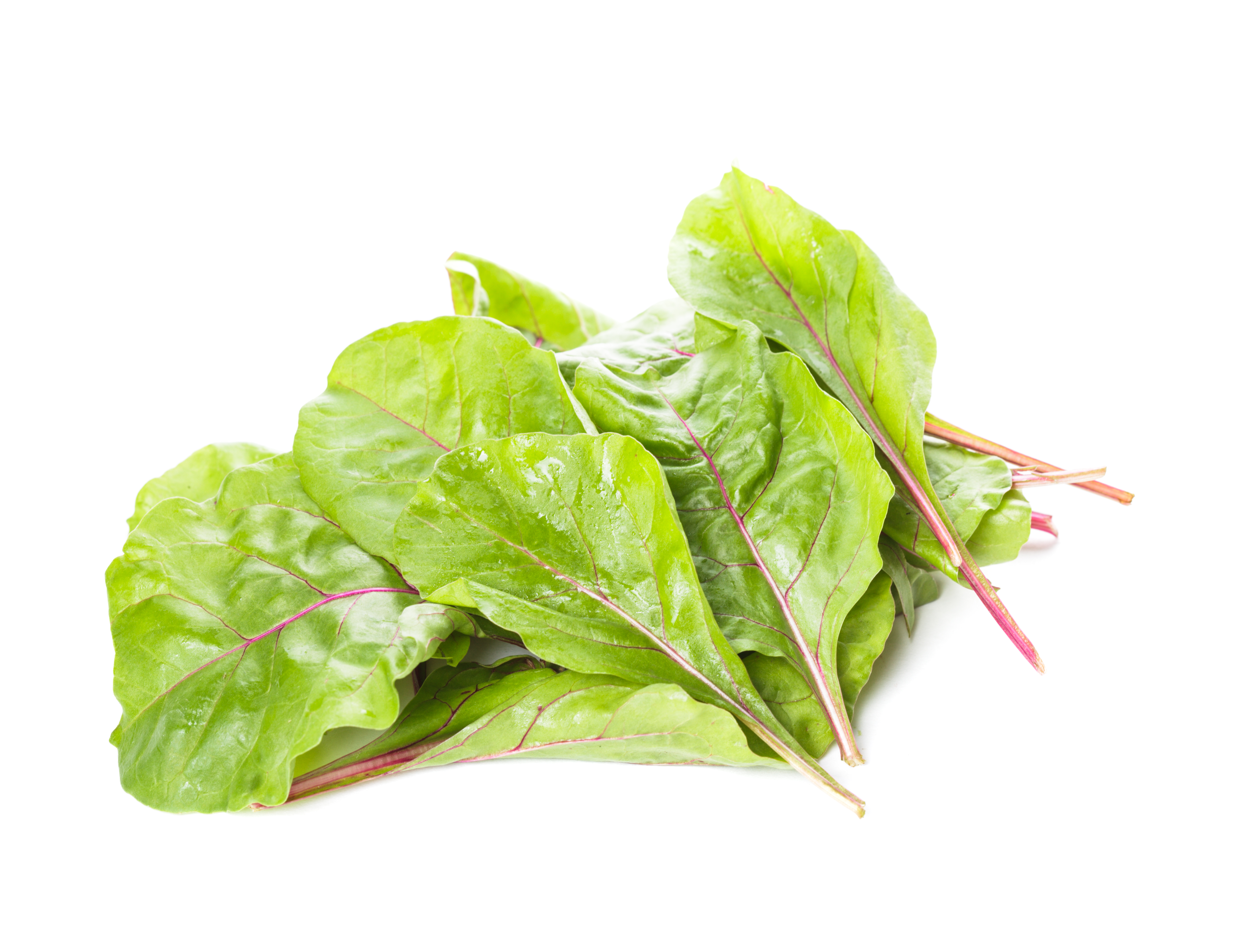 Chard leaves on a white background