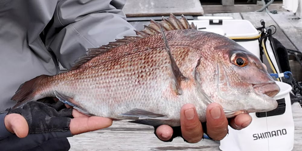 ベイトサグリの性能_魚