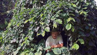 guido geisens lumbricus natur