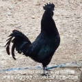 gypsy-shoals-farm-ayam-cemani-adult-rooster