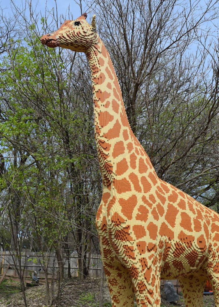  Life-sized giraffe 