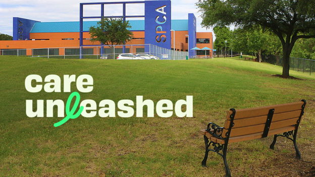 Leave Your Pawprint on the SPCA of Texas!