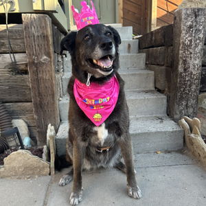 Roice-Hurst Humane Society