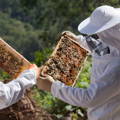 beekeeping_education_agritourism