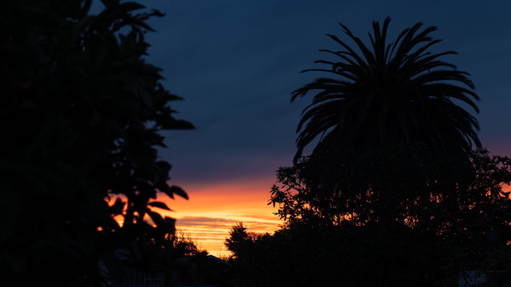 Sunset shot with trees