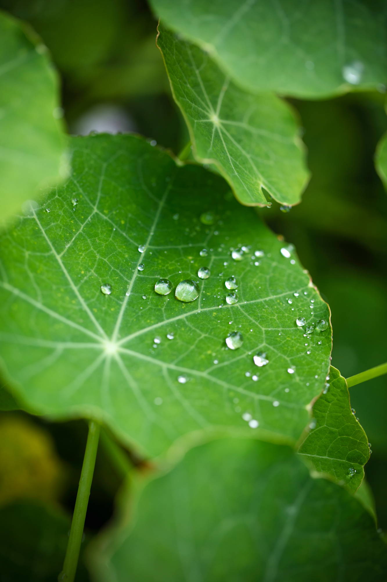 Nasturtium leaf